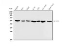 Anti-Beta Tubulin Antibody Picoband®(monoclonal, 5E4 Boster Bio