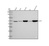 Anti-GLUD1 Rabbit Monoclonal Antibody Boster Bio