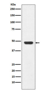 Anti-GAP43 Rabbit Monoclonal Antibody Boster Bio
