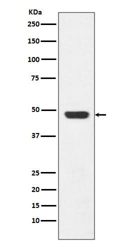 Anti-GAP43 Rabbit Monoclonal Antibody Boster Bio