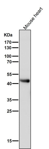 Anti-ADIPOR1 Rabbit Monoclonal Antibody Boster Bio