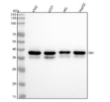 Anti-QK1 Rabbit Monoclonal Antibody Boster Bio