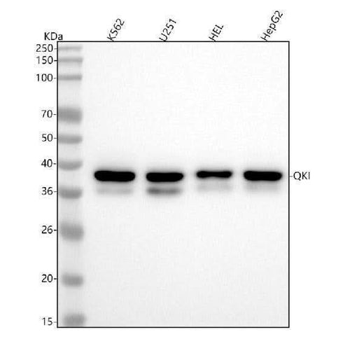 Anti-QK1 Rabbit Monoclonal Antibody Boster Bio