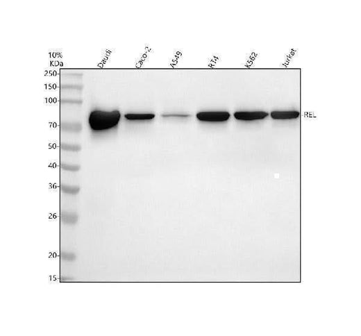 Anti-c-Rel Monoclonal Antibody Boster Bio