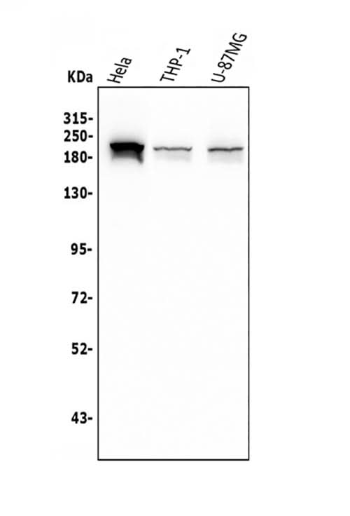 Anti-SMARCA2/BRM Antibody Picoband® (monoclonal, 4E8 Boster Bio