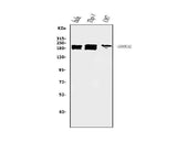 Anti-SMARCA2/BRM Antibody Picoband® (monoclonal, 3G3 Boster Bio
