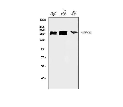 Anti-SMARCA2/BRM Antibody Picoband® (monoclonal, 3G3 Boster Bio