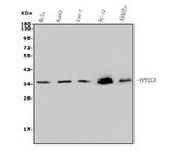 Anti-PP2A-alpha/PPP2CA Antibody Picoband® (monoclonal, 3B6 Boster Bio