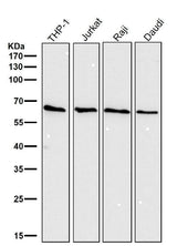 Anti-Cdc25B Rabbit Monoclonal Antibody Boster Bio