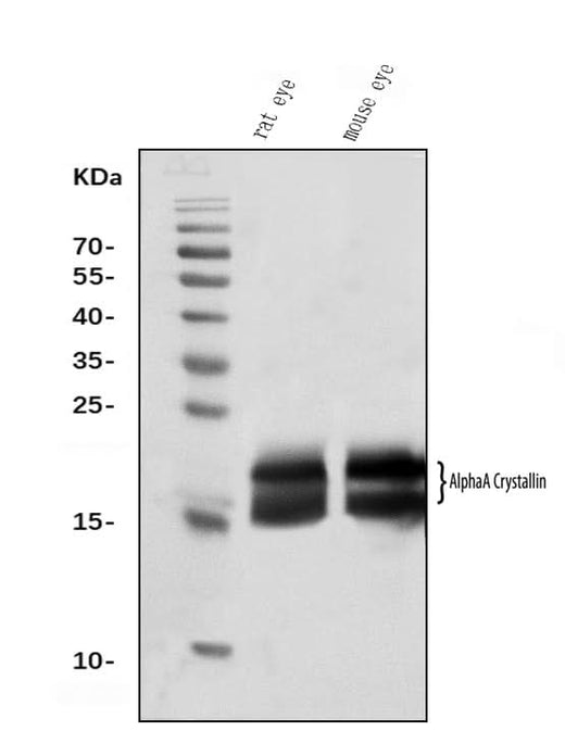 Anti-Alpha A Crystallin Antibody Picoband® (monoclonal, 10B9 Boster Bio