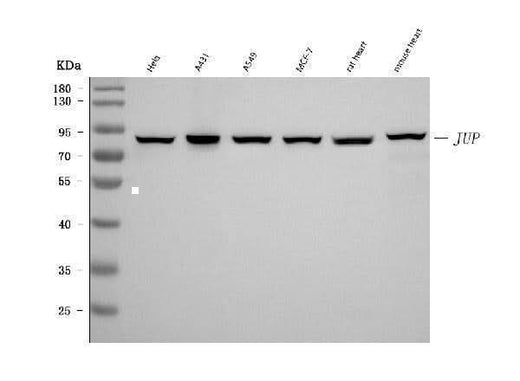 Anti-gamma Catenin Antibody Picoband® (monoclonal, 4C12D7 Boster Bio