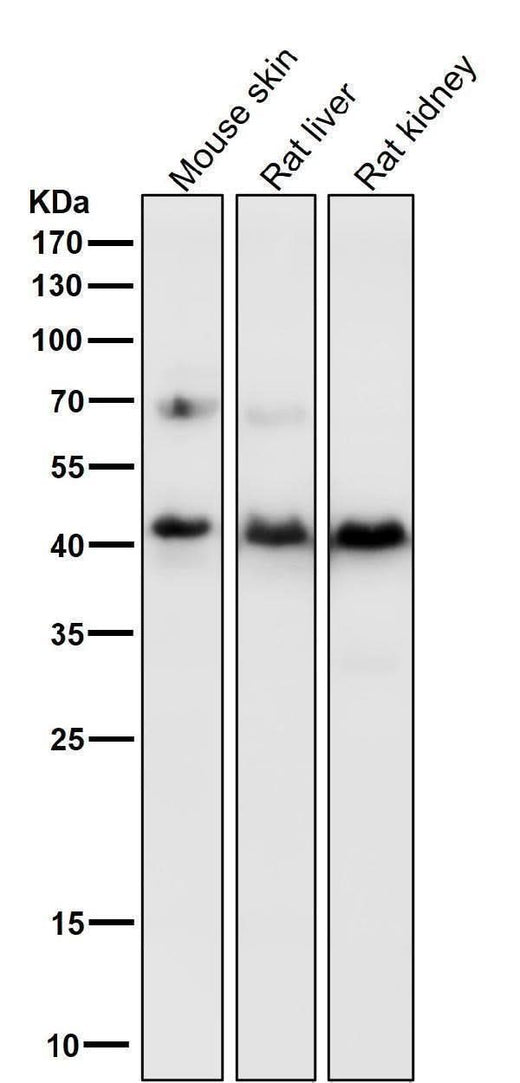 Anti-PDHA1/Pdh E1Alpha Rabbit Monoclonal Antibody Boster Bio
