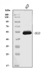 Anti-HGD Antibody Picoband® (monoclonal, 2F11E1 Boster Bio