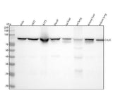 Anti-IKK alpha CHUK Rabbit Monoclonal Antibody Boster Bio