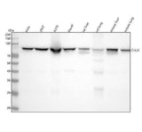 Anti-IKK alpha CHUK Rabbit Monoclonal Antibody Boster Bio