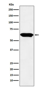 Anti-E2F4 Monoclonal Antibody Boster Bio