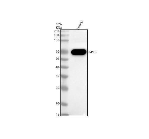 Anti-Glypican 3 Monoclonal Antibody Boster Bio