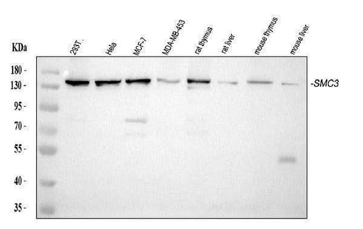 Anti-SMC3 Antibody Picoband® (monoclonal, 4C12 Boster Bio