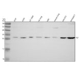 Anti-KGF Rabbit Monoclonal Antibody Boster Bio