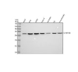 Anti-CHMP2B Rabbit Monoclonal Antibody Boster Bio