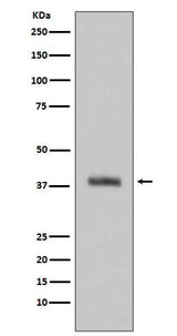Anti-HTRA2/Omi Rabbit Monoclonal Antibody Boster Bio