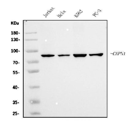 Anti-Calpain 1 Antibody Picoband® (monoclonal, 2I10 Boster Bio