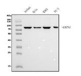 Anti-Calpain 1 Antibody Picoband® (monoclonal, 2E3 Boster Bio