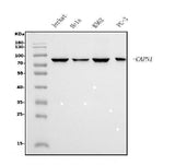Anti-Calpain 1 Antibody Picoband® (monoclonal, 2E3 Boster Bio