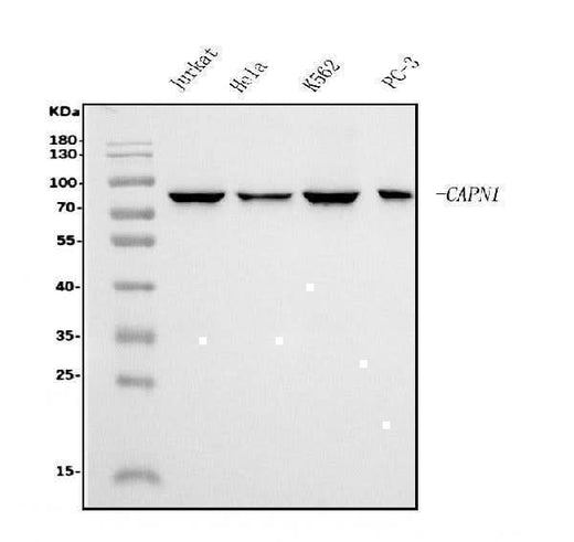 Anti-Calpain 1 Antibody Picoband® (monoclonal, 2E3 Boster Bio