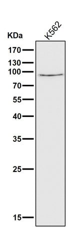 Anti-Calpain 1 CAPN1 Rabbit Monoclonal Antibody Boster Bio
