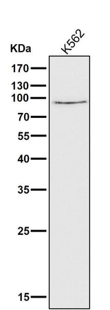 Anti-Calpain 1 CAPN1 Rabbit Monoclonal Antibody Boster Bio