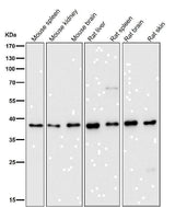 Anti-DNA Polymerase beta Monoclonal Antibody Boster Bio