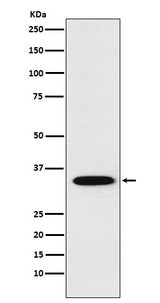 Anti-STX1A Rabbit Monoclonal Antibody Boster Bio
