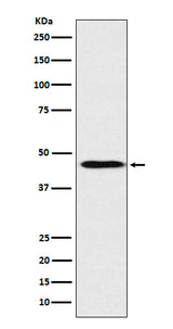 Anti-ApoA4 Rabbit Monoclonal Antibody Boster Bio