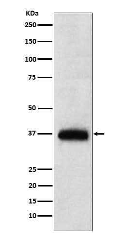 Anti-CD7 Monoclonal Antibody Boster Bio
