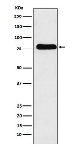 Anti-GAB1 Monoclonal Antibody Boster Bio