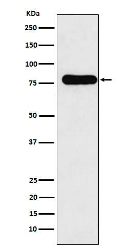 Anti-GAB1 Monoclonal Antibody Boster Bio