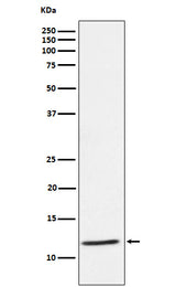 Anti-DAP12 Rabbit Monoclonal Antibody Boster Bio