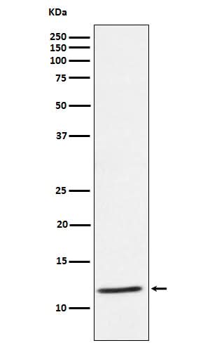 Anti-DAP12 Rabbit Monoclonal Antibody Boster Bio