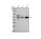 Anti-ApoH Rabbit Monoclonal Antibody Boster Bio