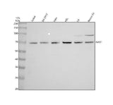 Anti-GAD67 GAD1 Rabbit Monoclonal Antibody Boster Bio