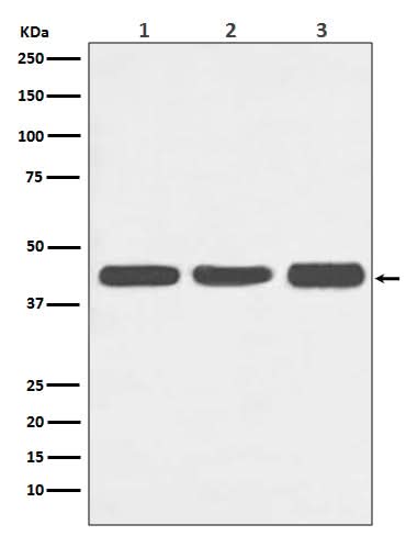 Anti-Actin ACTA1 Rabbit Monoclonal Antibody Boster Bio