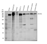 Anti-NuMA NUMA1 Monoclonal Antibody Boster Bio