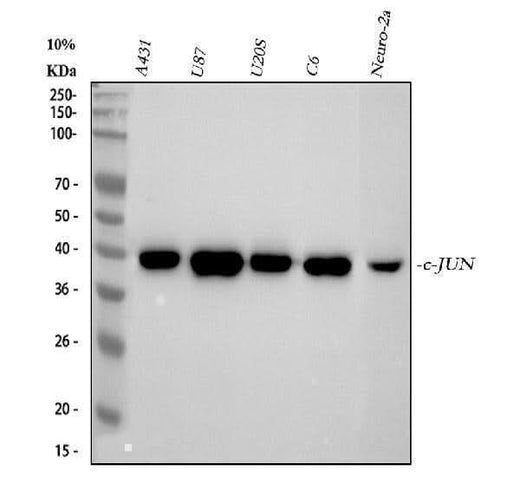 Anti-c-Jun Rabbit Monoclonal Antibody Boster Bio