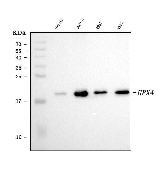 Anti-Glutathione Peroxidase 4/GPX4 Antibody Picoband® (monoclonal, 6I4E7 Boster Bio