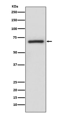 Anti-A-RAF Rabbit Monoclonal Antibody Boster Bio