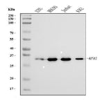 Anti-RPA32/RPA2 Antibody Picoband® (monoclonal, 3B2E9 Boster Bio