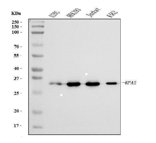 Anti-RPA32/RPA2 Antibody Picoband® (monoclonal, 3B2E9 Boster Bio
