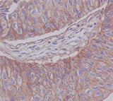 Anti-JAM1 Rabbit Monoclonal Antibody Boster Bio
