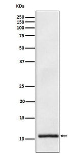 Anti-Apolipoprotein A II APOA2 Monoclonal Antibody Boster Bio
